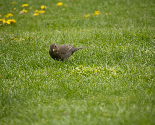 DSC_11074 - NIKON Z50_2 - 250mm - 1_320s - f_6,3 - ISO-500 Amsel auf Beutesuche