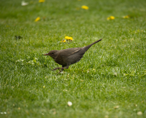 DSC_11122 - NIKON Z50_2 - 250mm - 1_320s - f_6,3 - ISO-450 Amsel im Schritt