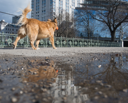 Hund mit Spiegelung in der Pfütze
