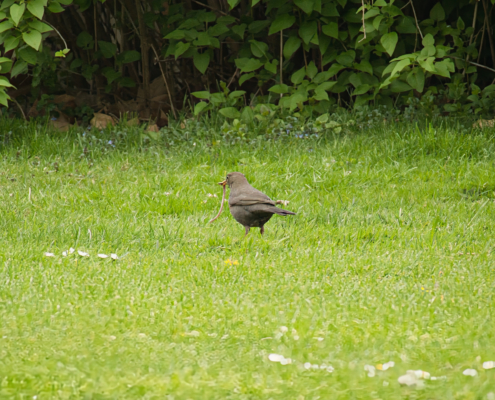 DSC_11252 - NIKON Z50_2 - 250mm - 1_320s - f_6,3 - ISO-720 Amsel mit großem Regenwurm im Schnabel