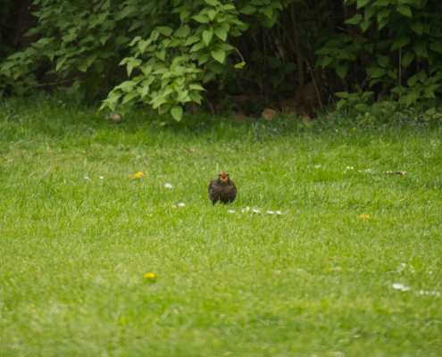 DSC_11286 - NIKON Z50_2 - 250mm - 1_320s - f_6,3 - ISO-800 Amsel mit offenen Schnabel in Richtung Kamera