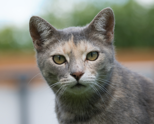 DSC_13671 - NIKON Z50_2 - 156mm - 1_125s - f_5 - ISO-100 Hauskatze - Liesi in die Kamera schauend