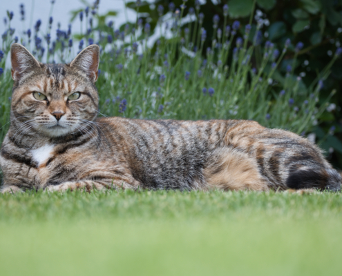 DSC_13729 - NIKON Z50_2 - 150mm - 1_125s - f_5 - ISO-180 Hauskatze - Holly vor Lavendel liegend