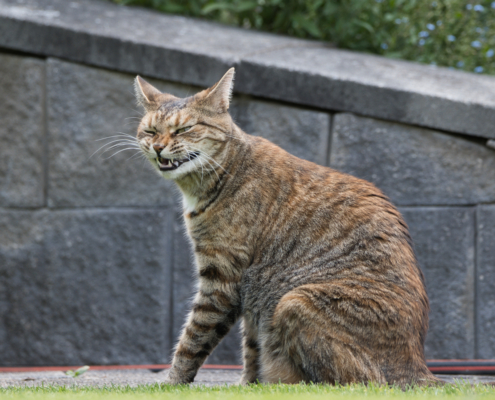 DSC_13913 - NIKON Z50_2 - 283mm - 1_400s - f_5,6 - ISO-500 Hauskatze - Holly zeigt Zähne