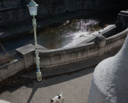 Hund alleine im Stadtpark