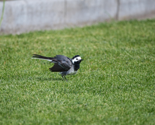 DSC_14309 - NIKON Z50_2 - 500mm - 1_1000s - f_6,7 - ISO-450 Bachstelze - streubend