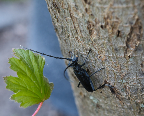 Buchenbock/Kleiner Eichenbock - schräg vorne - auf Baum kletternd