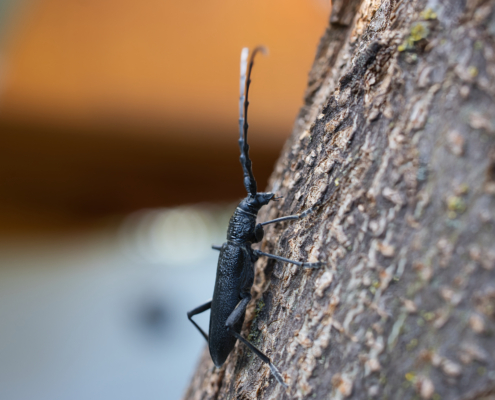 Buchenbock/Kleiner Eichenbock - seitlich - auf Baum kletternd