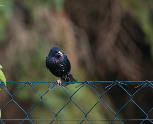 DSC_14942 - NIKON Z50_2 - 500mm - 1_1000s - f_6,7 - ISO-4000 Star auf Futtersuche - rechts schauend