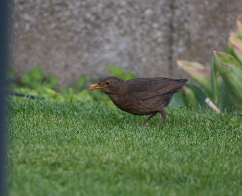 DSC_15162 - NIKON Z50_2 - 500mm - 1_1000s - f_6,7 - ISO-5600 Amsel (weibchen) - im Garten auf Futtersuche