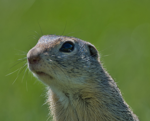 DSC_16094 - NIKON Z50_2 - 319mm - 1_500s - f_5,6 - ISO-140 Europäisches Ziesel - Nahaufnahme mit grünem Bokeh