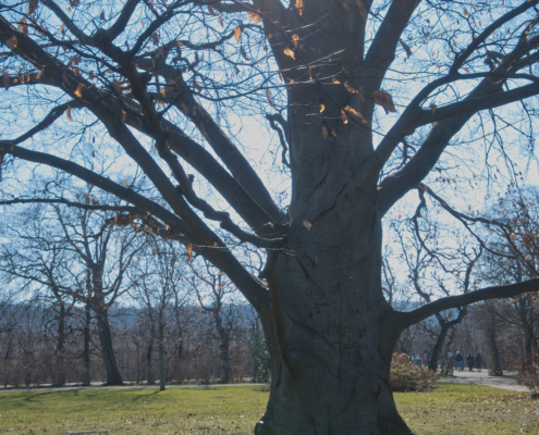 Baum mit Gravuren im Park