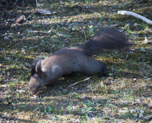 DSC_1796 - NIKON Z50_2 - 175mm - 1_500s - f_5,6 - ISO-1250 Eichhörnchen schnüffelnd nach Futter