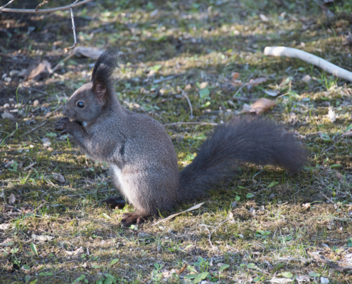 Eichhörnchen fressend nach links schauend