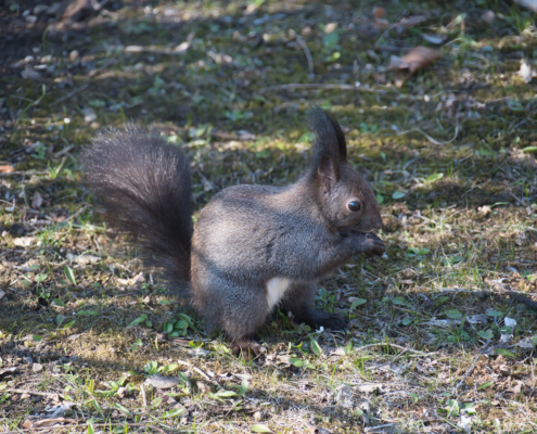 DSC_1817 - NIKON Z50_2 - 175mm - 1_500s - f_5,6 - ISO-900 Eichhörnchen fressend nach rechts schauend