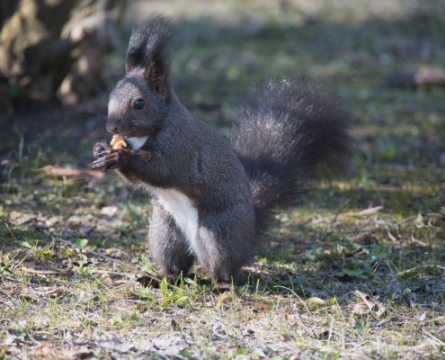 DSC_1822 - NIKON Z50_2 - 175mm - 1_500s - f_5,6 - ISO-560 Eichhörnchen fressend im Halbprofil