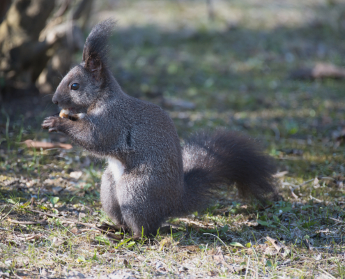 Eichhörnchen fressend mit Nuss