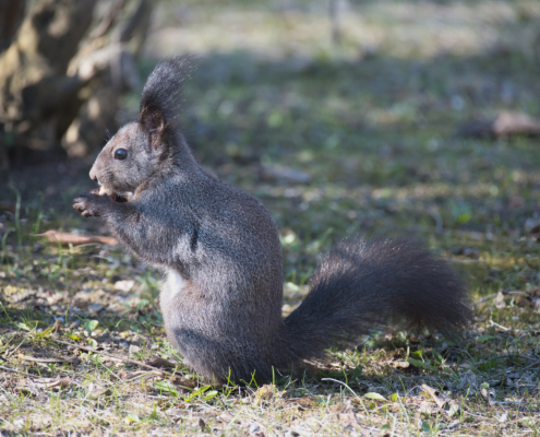 Eichhörnchen fressend