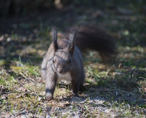 DSC_1844 - NIKON Z50_2 - 210mm - 1_500s - f_6 - ISO-450 Eichhörnchen interessiert schauend