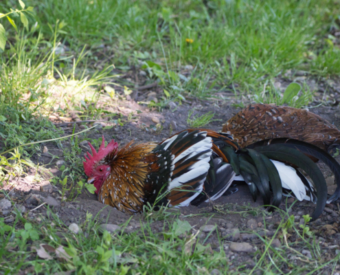 Marans - Hahn beim Sandbaden