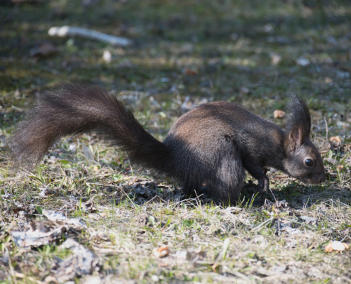 DSC_1859 - NIKON Z50_2 - 145mm - 1_500s - f_5,3 - ISO-400 Eichhörnchen schnüffelnd