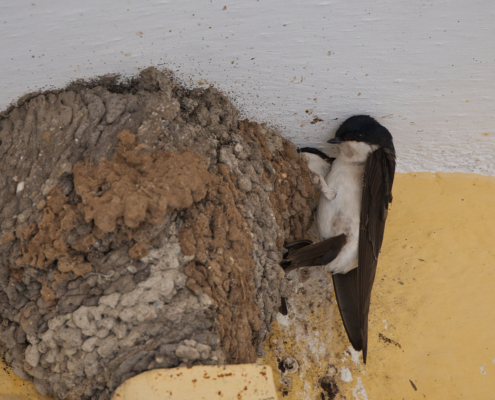 DSC_18931 - NIKON Z50_2 - 500mm - 1_400s - f_6,7 - ISO-560 Mehlschwalbe - seitlich am Nest sitzend