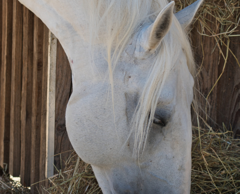 Schimmel (Pferd) fressend