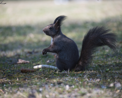 DSC_1907 - NIKON Z50_2 - 185mm - 1_500s - f_5,6 - ISO-400 Eichhörnchen sitzend