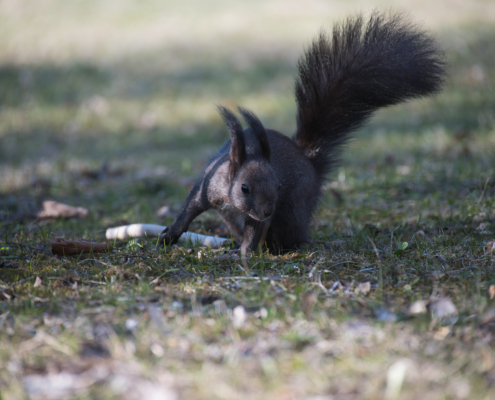 DSC_1908 - NIKON Z50_2 - 185mm - 1_500s - f_5,6 - ISO-400 Eichhörnchen laufend