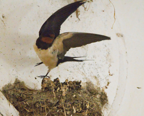 DSC_19183 - NIKON Z50_2 - 500mm - 1_1000s - f_6,7 - ISO-40000 Mehlschwalbe - beim Landen beim Nest