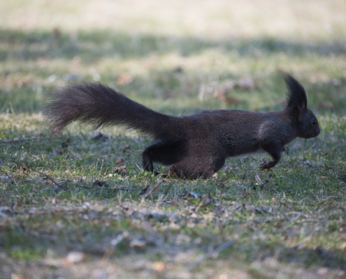 DSC_1949 - NIKON Z50_2 - 185mm - 1_500s - f_5,6 - ISO-560 Eichhörnchen im Sprung