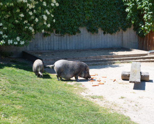 Minischwein/Hängebauchschwein - 2 Tiere beim fressen