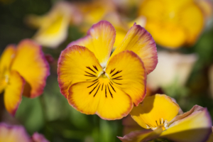 DSC_19753 - NIKON Z50_2 - 35mm - 1_4000s - f_3,2 - ISO-110 Gartenstiefmütterchen - Violett/Gelb