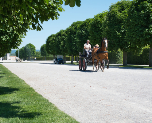 DSC_19992 - NIKON Z50_2 - 35mm - 1_500s - f_5 - ISO-110 Pferde-Wagonette | in der Allee fahrend