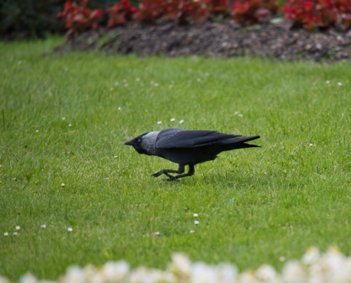 DSC_20710 - NIKON Z50_2 - 250mm - 1_1000s - f_6,3 - ISO-450 Dohle