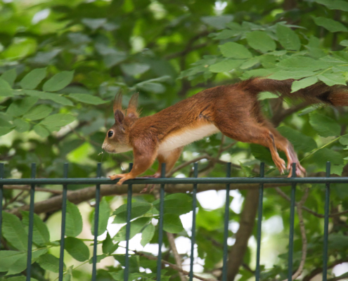 DSC_20758 - NIKON Z50_2 - 250mm - 1_400s - f_6,3 - ISO-2800 Europäisches Eichhörnchen