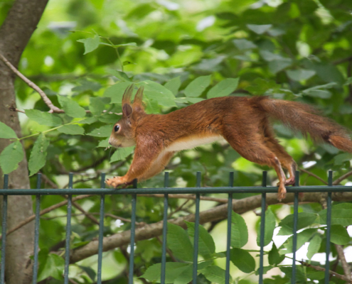 DSC_20759 - NIKON Z50_2 - 250mm - 1_400s - f_6,3 - ISO-3200 Europäisches Eichhörnchen