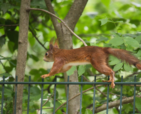 DSC_20760 - NIKON Z50_2 - 250mm - 1_400s - f_6,3 - ISO-3200 Europäisches Eichhörnchen