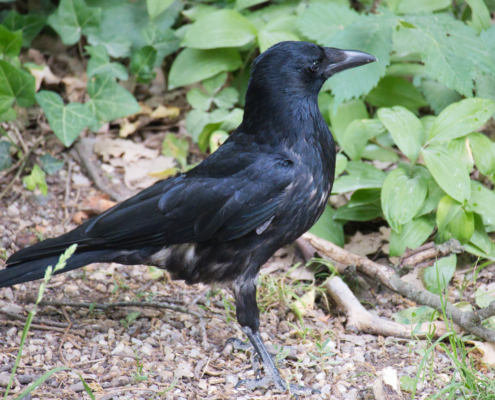 DSC_20773 - NIKON Z50_2 - 210mm - 1_400s - f_6 - ISO-8000 Rabenkrähe