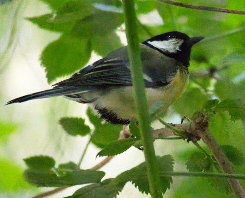 DSC_20853 - NIKON Z50_2 - 250mm - 1_1000s - f_6,3 - ISO-25600 Kohlmeise