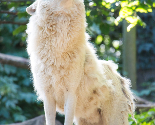 Polarwolf