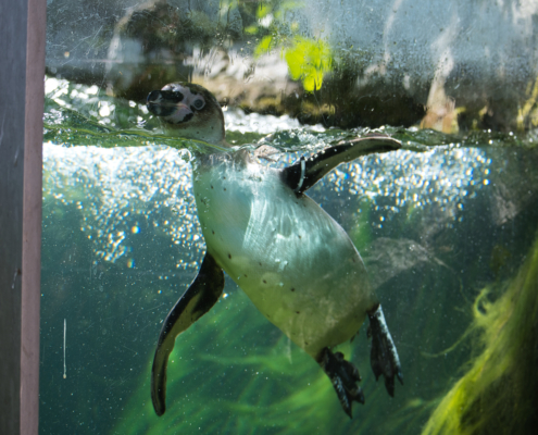 Humboldtpinguin