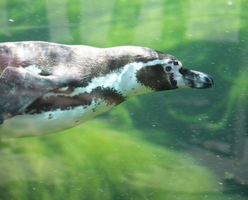 Humboldtpinguin