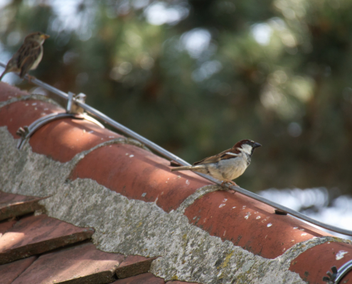 DSC_22238 - NIKON Z50_2 - 250mm - 1_1000s - f_6,3 - ISO-1800 Haussperling