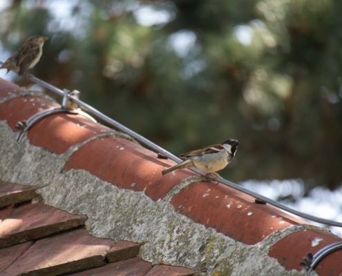 DSC_22246 - NIKON Z50_2 - 250mm - 1_1000s - f_6,3 - ISO-1800 Haussperling