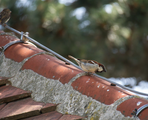 DSC_22259 - NIKON Z50_2 - 250mm - 1_1000s - f_6,3 - ISO-2000 Haussperling