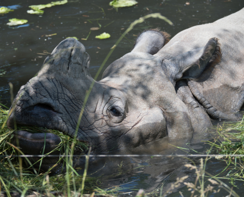 Panzernashorn