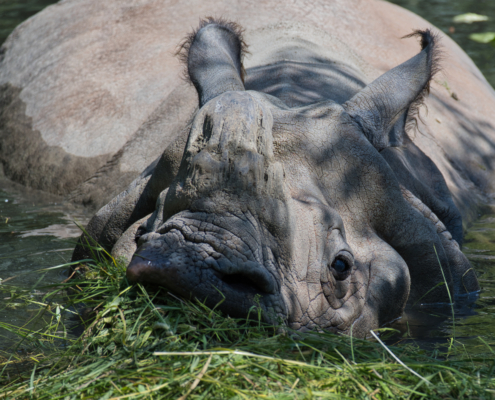 Panzernashorn