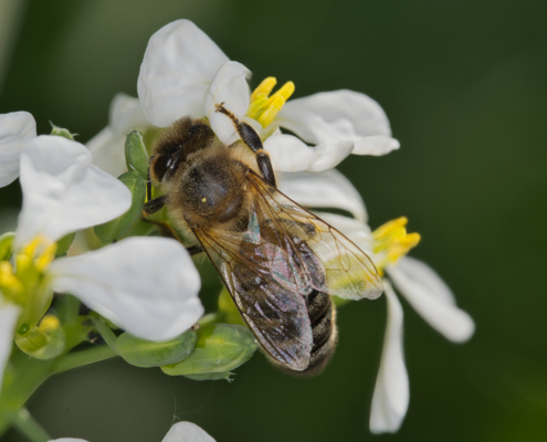Westliche Honigbiene