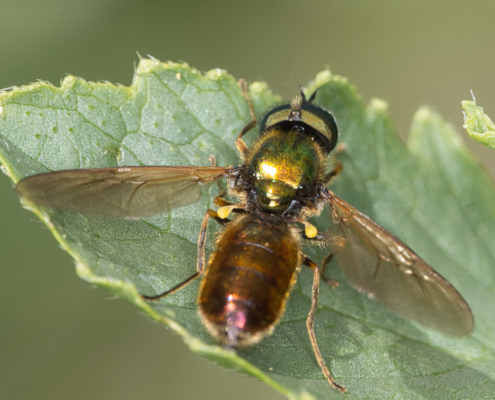 Grünglänzende Waffenfliege